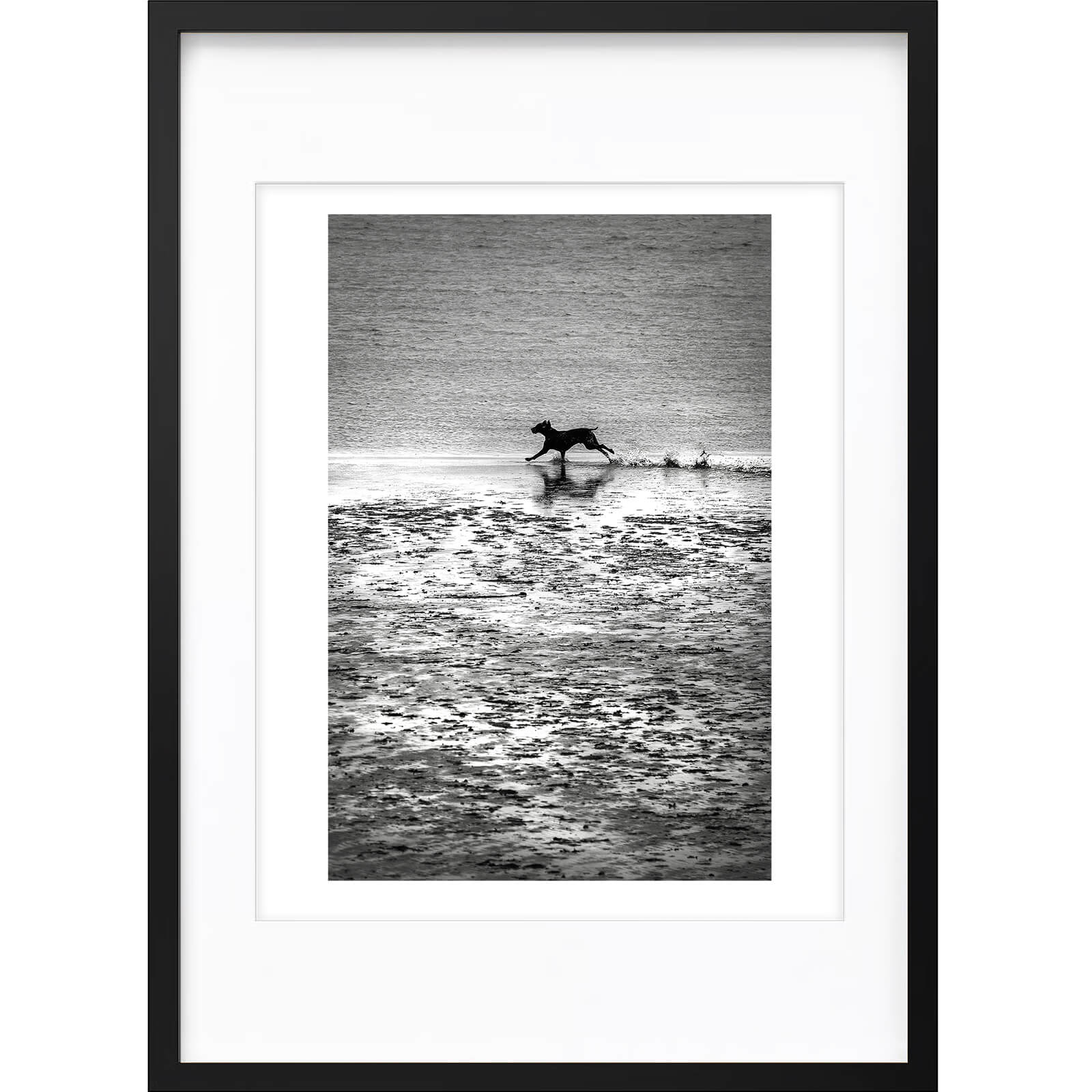 " Chien Courant " PHOTO GALERIE