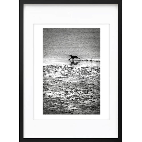 " Chien Courant " PHOTO GALERIE