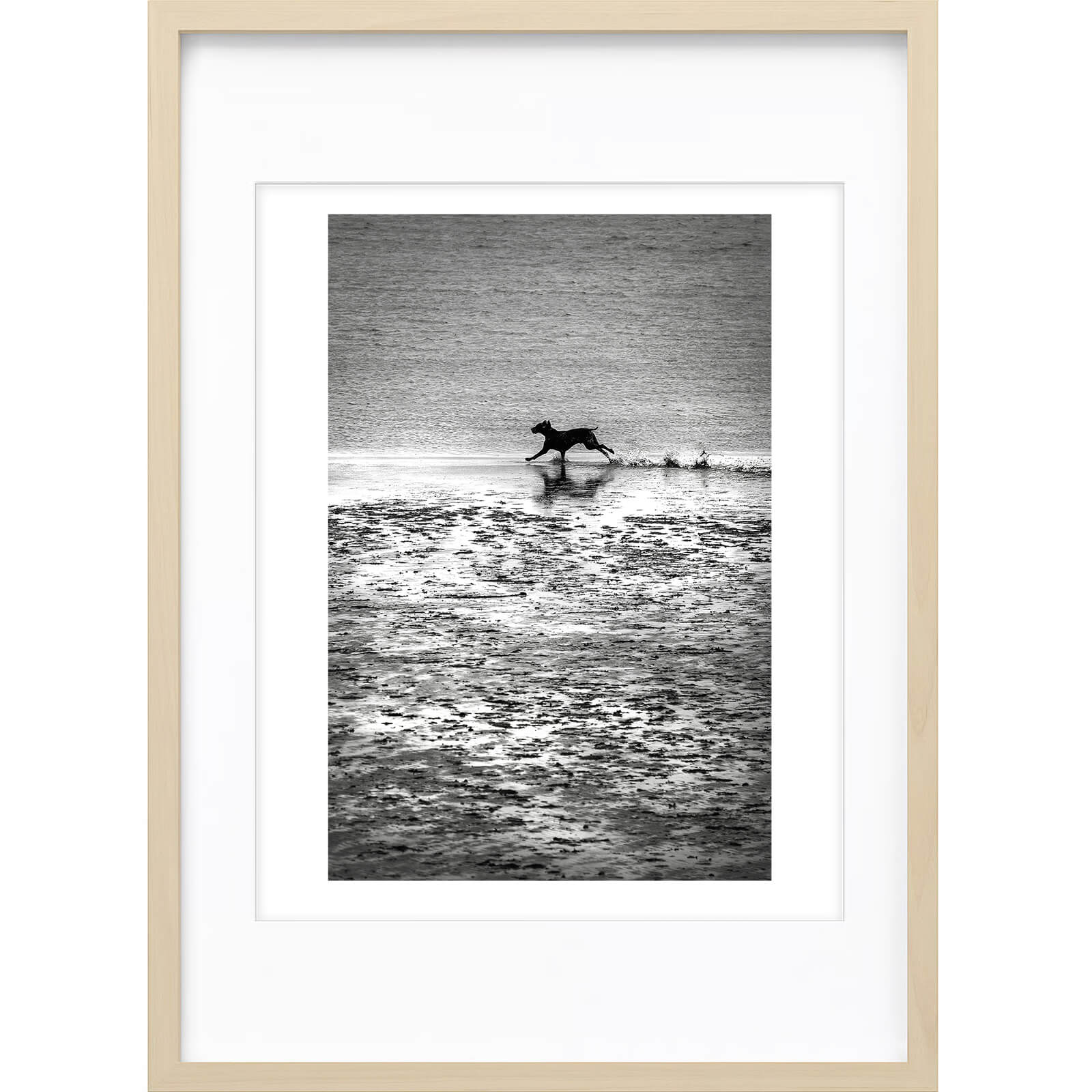 " Chien Courant " PHOTO GALERIE