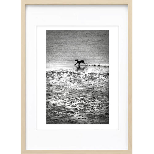 " Chien Courant " PHOTO GALERIE