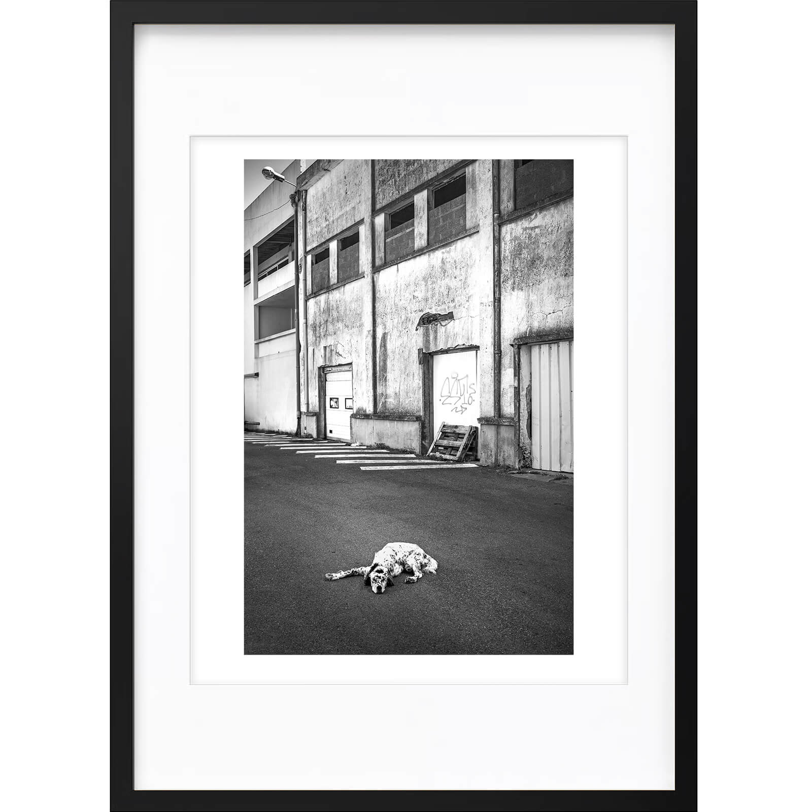 " Attention au Chien ! " PHOTO GALERIE