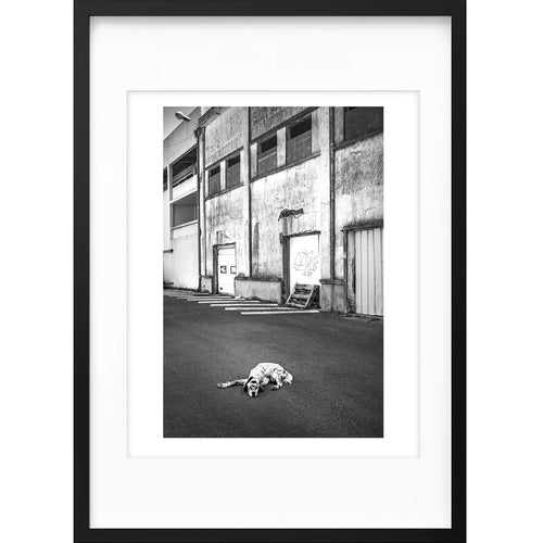" Attention au Chien ! " PHOTO GALERIE