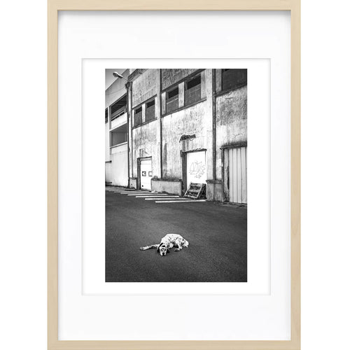 " Attention au Chien ! " PHOTO GALERIE
