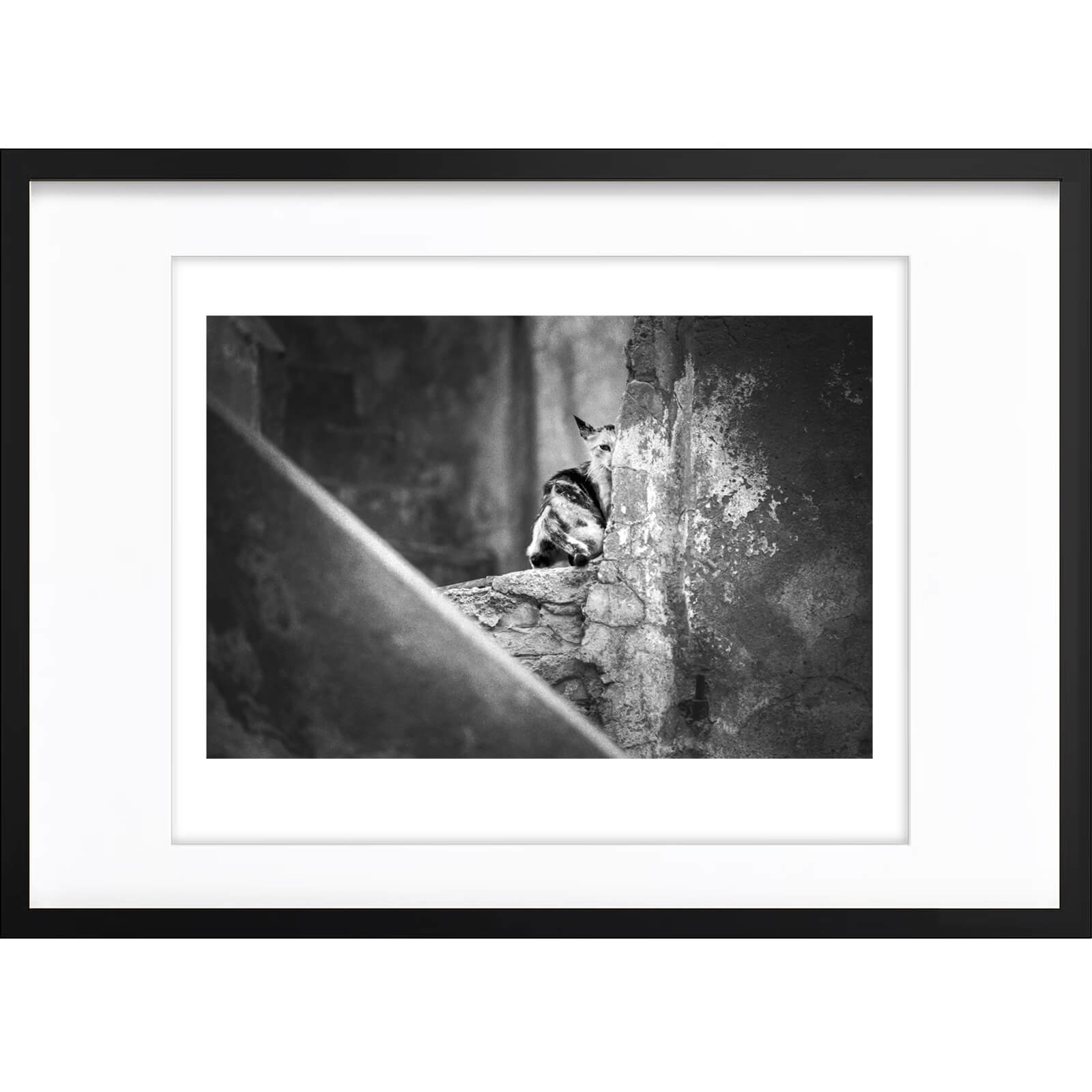 " Demi Chat " PHOTO GALERIE