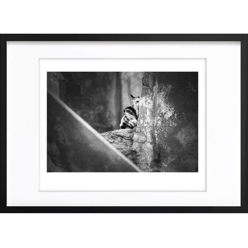 " Demi Chat " PHOTO GALERIE