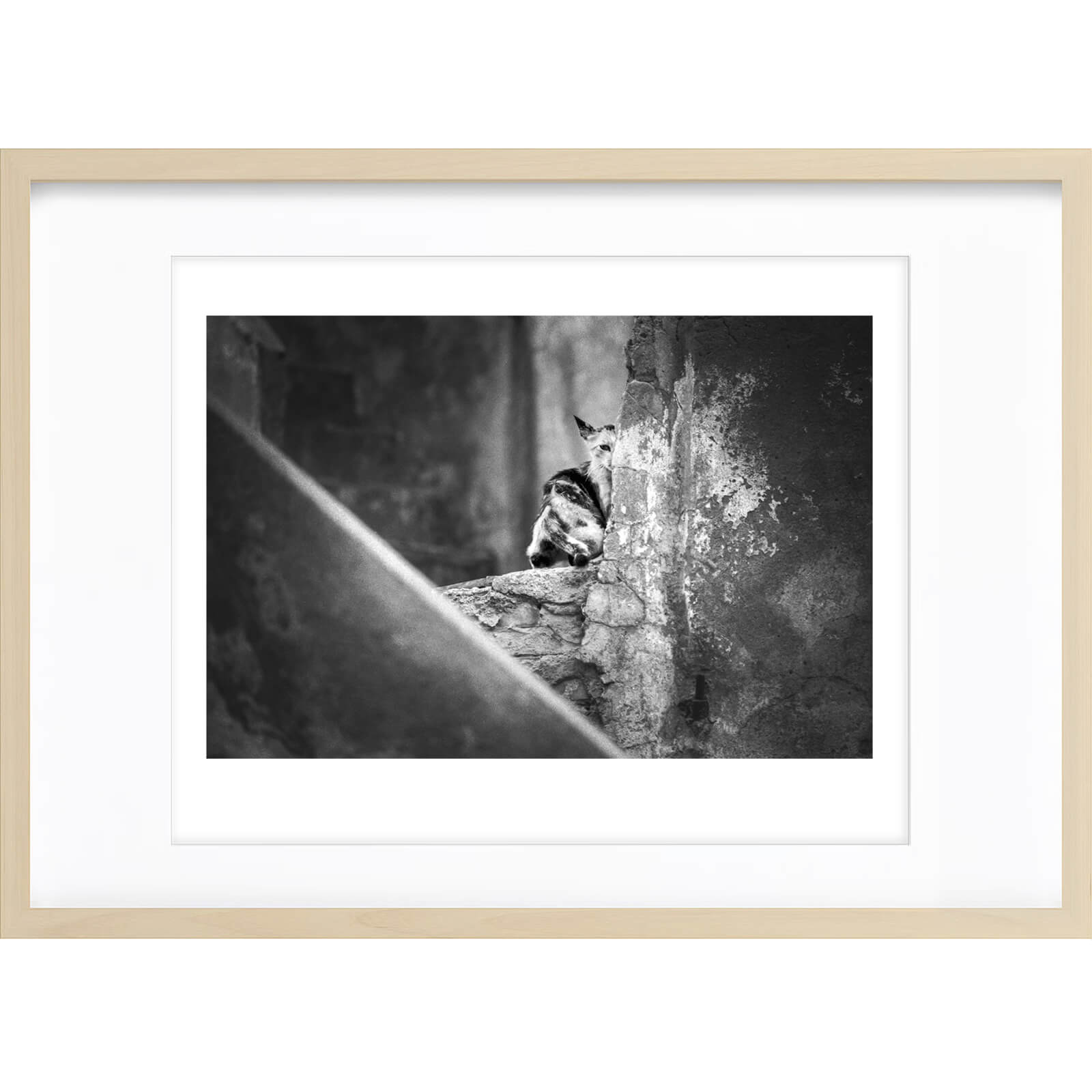 " Demi Chat " PHOTO GALERIE