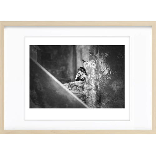 " Demi Chat " PHOTO GALERIE